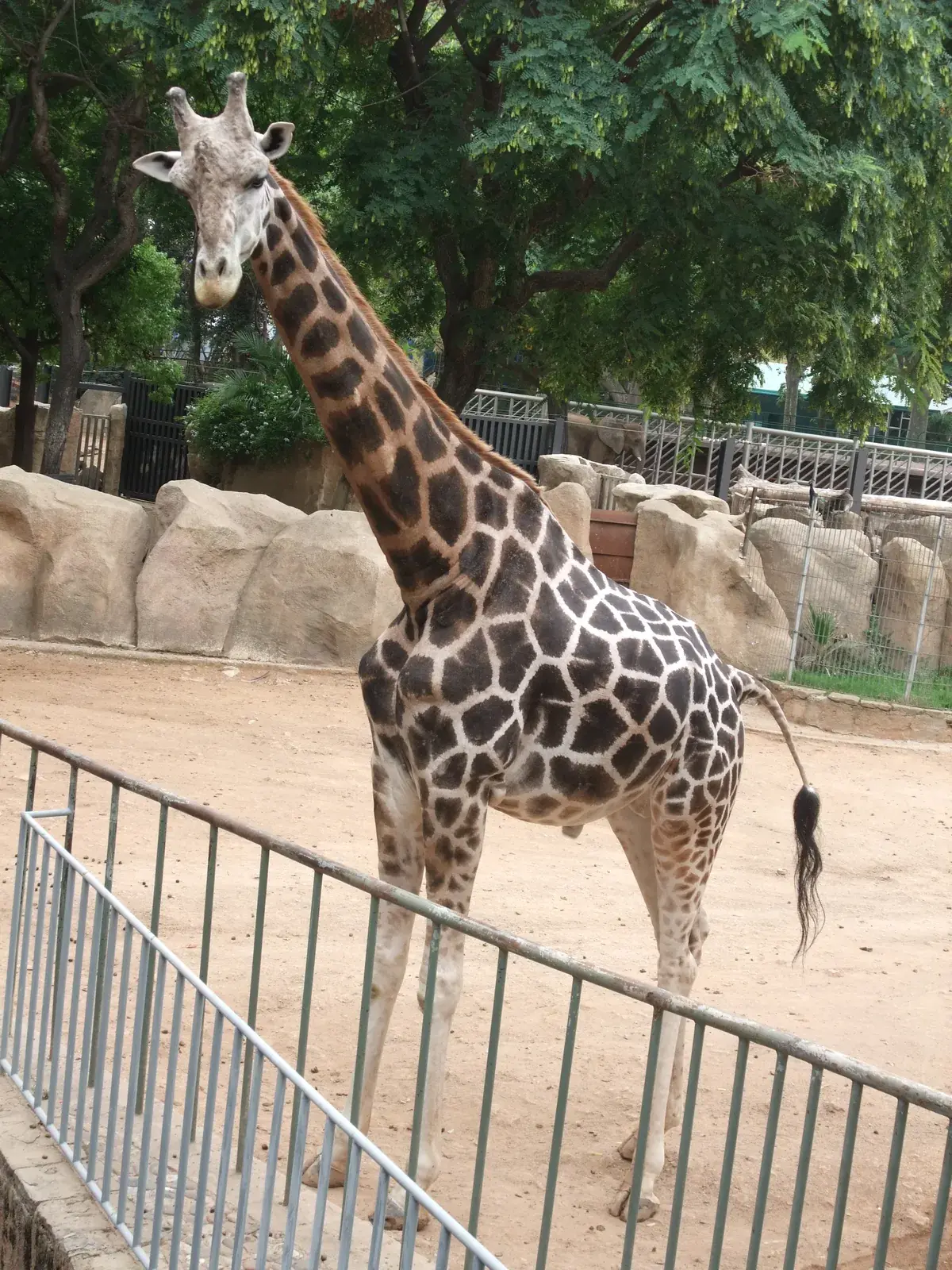 Giraffe at Barcelona Zoo